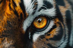 Tigers Eye Nature with Intensity and Highlighted by Striking Orange Hues in the nature background photo