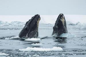 Bowhead Whales Breaching in the Frigid Arctic Waters with Expansive Pack Ice Stretching to the Horizon nature background photo