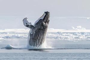 Bowhead Whales Breaching in the Frigid Arctic Waters with Expansive Pack Ice Stretching to the Horizon nature background photo