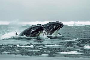 Bowhead Whales Breaching in the Frigid Arctic Waters with Expansive Pack Ice Stretching to the Horizon nature background photo