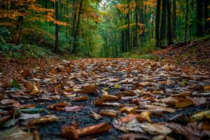 An enchanting forest path covered in fallen leaves of various shapes and colors nature background photo
