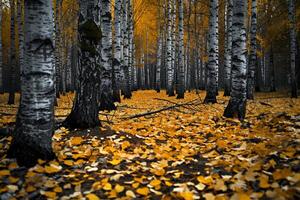Peaceful grove of birch trees with fallen yellow leaves carpeting the ground nature background photo