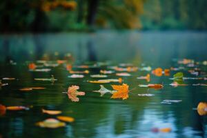 Peaceful autumn  with leaves gently floating on quiet pond nature background photo