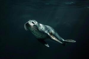 Ribbon seal swimming gracefully through dark Arctic waters with nature background photo