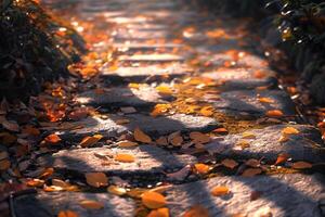 Sunlight filtering through autumn leaves in serene Japanese garden with dappled shadow nature background photo