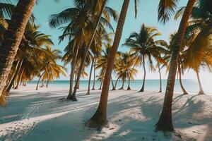 Beach with palm trees casting long shadows on powdery white sand nature background photo