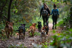 Hopeful group of diverse volunteers walking shelter dogs along a nature trail the dogs tails wagging with anticipation nature background photo