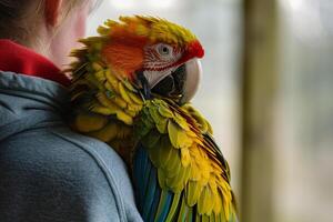 Animal Rescue Hopeful rescued parrot perched on volunteers shoulder feathers ruffled in trust and affection nature background photo