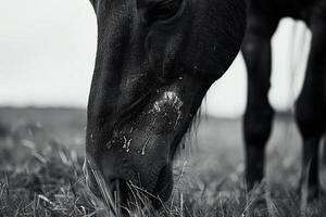 Animal Rescue Poignant rescued horse grazing in peaceful paddock scars on its muzzle telling stories of resilience and healing nature background photo