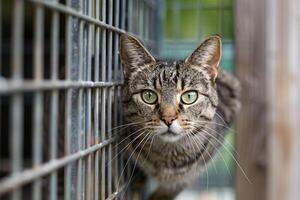 Resilient cat exploring new outdoor enclosure at shelter cautiously sniffing the fresh air before bounding playfully across platforms background photo
