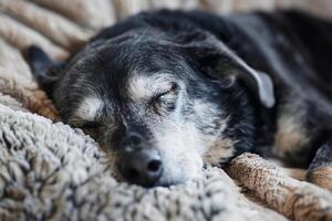 Senior dog with graying muzzle peacefully napping on fluffy bed donated by local community symbolizing the resilience of shelter pets background photo
