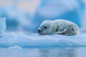 Harp seal pup resting on smooth ice floe its fluffy white coat contrasting with the blue hues of the Arctic ice photo