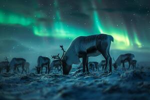 Reindeer herd grazing peacefully under the  glow of the AurorBorealis in snowy Arctic landscape background photo