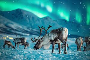 Reindeer herd grazing peacefully under the  glow of the AurorBorealis in snowy Arctic landscape background photo