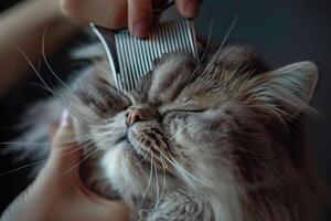 Persian cat being delicately groomed with silver comb its fur gleaming under  studio lights capturing the cats regal profile background photo