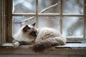 Ragdoll cat resting on window sill looking out at falling snowflakes with calm demeanor photo
