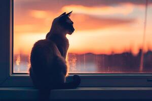 agraciado siamés gato encaramado esmeradamente en ventana umbral silueta en contra puesta de sol cielo con brisa fruncir el ceño sus piel antecedentes foto