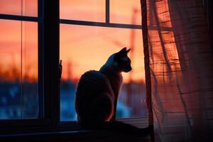 agraciado siamés gato encaramado esmeradamente en ventana umbral silueta en contra puesta de sol cielo con brisa fruncir el ceño sus piel antecedentes foto