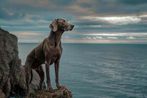 Dog Play Weimaraner Standing Regally on Cliff Overlooking the Sea Cool Ocean Breeze Ruffling Its Coat photo