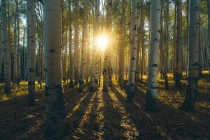 Landscape Sunlight Filtering Through Grove of Aspen Trees Creating Pattern of Light and Shadow on the Forest Floor nature background photo