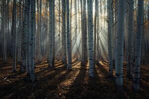 Landscape Sunlight Filtering Through Grove of Aspen Trees Creating Pattern of Light and Shadow on the Forest Floor nature background photo