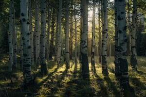 Landscape Sunlight Filtering Through Grove of Aspen Trees Creating Pattern of Light and Shadow on the Forest Floor nature background photo