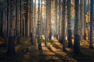 Landscape Sunlight Filtering Through Grove of Aspen Trees Creating Pattern of Light and Shadow on the Forest Floor nature background photo