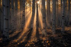 Landscape Sunlight Filtering Through Grove of Aspen Trees Creating Pattern of Light and Shadow on Forest Floor nature background photo