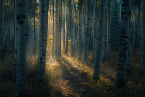 Landscape Sunlight Filtering Through Grove of Aspen Trees Creating Pattern of Light and Shadow on Forest Floor nature background photo