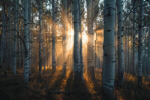 Landscape Sunlight Filtering Through Grove of Aspen Trees Creating Pattern of Light and Shadow on Forest Floor nature background photo