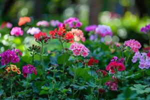 Cheerful Geraniums in Bloom colorful garden setting  nature background photo