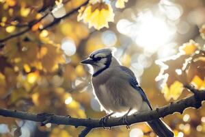 Sunlight Filtering Through Autumn Leaves Around Blue Jay with nature background photo