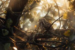Sunlight Filtering Through Branches Around Nesting Pair of Owls with nature background photo