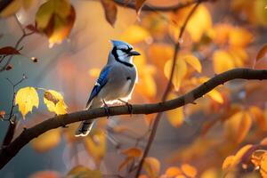 Sunlight Filtering Through Autumn Leaves with nature background photo