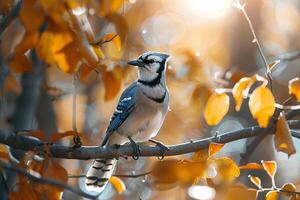 Sunlight Filtering Through Autumn Leaves Around Blue Jay with nature background photo