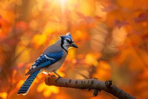 Sunlight Filtering Through Autumn Leaves with nature background photo