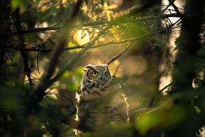 Sunlight Filtering Through Branches Around Nesting Pair of Owls with nature background photo