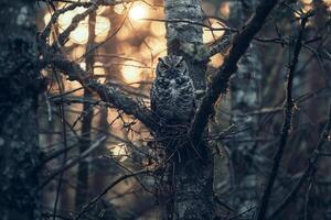 Sunlight Filtering Through Branches Around Nesting Pair of Owls with nature background photo