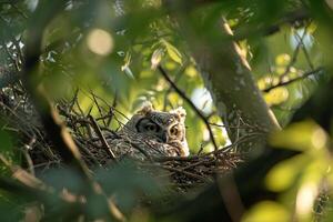 Sunlight Filtering Through Branches Around Nesting Pair of Owls with nature background photo
