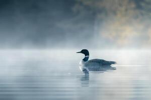 Common Loon Floating on Misty Lake nature background photo