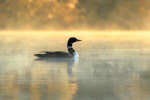 Common Loon Floating on Misty Lake nature background photo