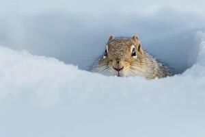 Arctic Ground Squirrel in snowy Arctic meadow nature background photo