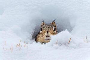 Arctic Ground Squirrel in snowy Arctic meadow nature background photo