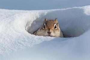 Arctic Ground Squirrel in snowy Arctic meadow nature background photo