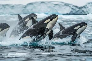 Pod of orcas breaching in icy Arctic waters nature background photo