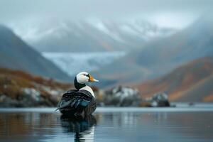 King Eider Duck on Calm Arctic Lake nature background photo