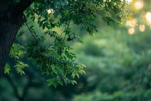 Nature Vibrant Zanthoxylum Tree nature background photo