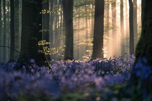 Landscape Nature Dynamic Patterns of Light Filtering Through Dense Forest Canopy Illuminating Carpet of Bluebells photo