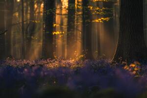 Light Filtering Through Dense Forest Canopy Illuminating Bluebells   nature background photo