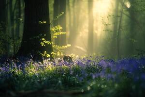 Light Filtering Through Dense Forest Canopy Illuminating Bluebells   nature background photo